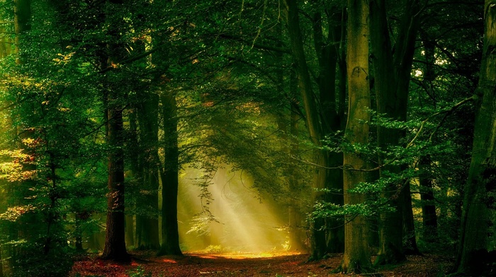 trees, forest, mist, path, landscape, nature, sun rays