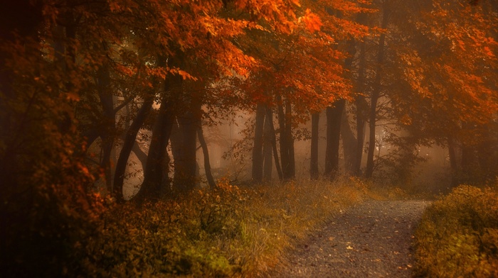 fall, shrubs, path, forest, landscape, mist, nature, morning, leaves, atmosphere