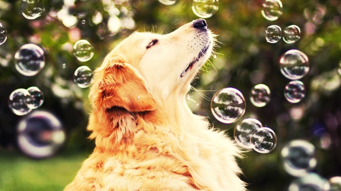 dog, golden retrievers, bubbles, nature, animals