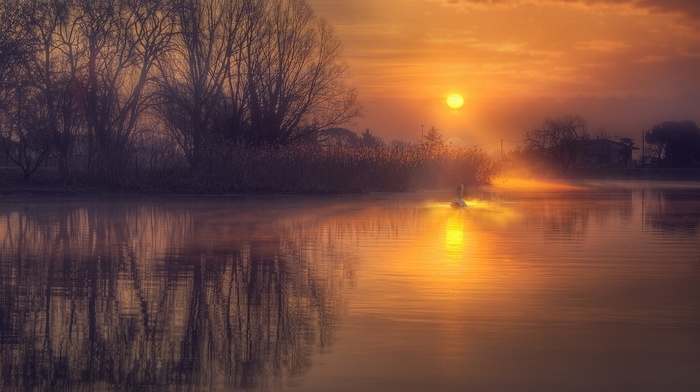 reflection, swans, water, gold, sunrise, lake, shrubs, nature, mist, landscape, calm, house