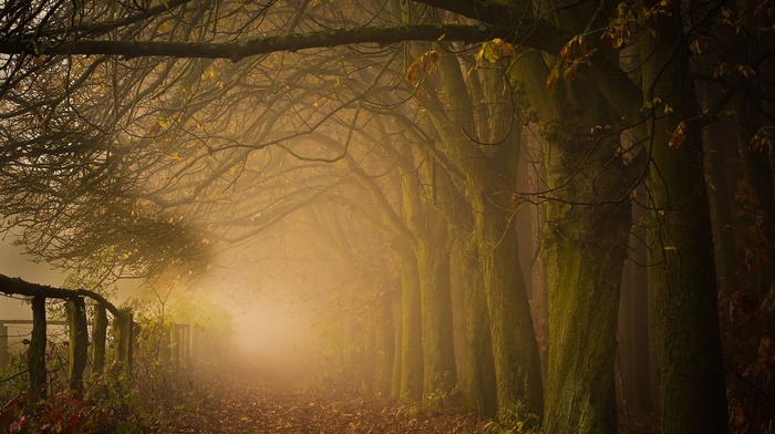 trees, landscape, forest, sunrise, leaves, fence, shrubs, fall, nature, atmosphere, path, morning, moss, mist