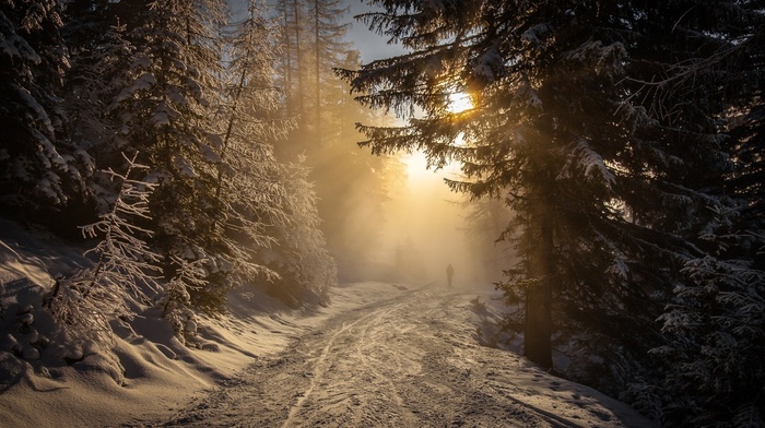 trees, snow, Austria, sunlight, landscape, winter, path, forest, nature, cold, sunrise, mist, walking