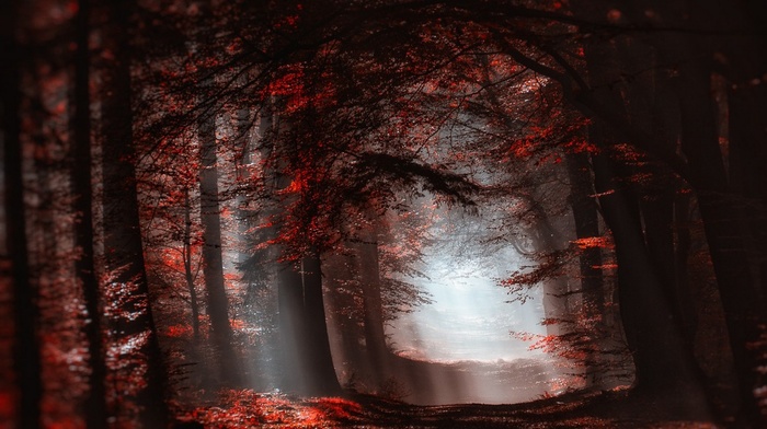 leaves, red, landscape, atmosphere, forest, mist, sun rays, fall, nature, trees, shadow, sunlight, path