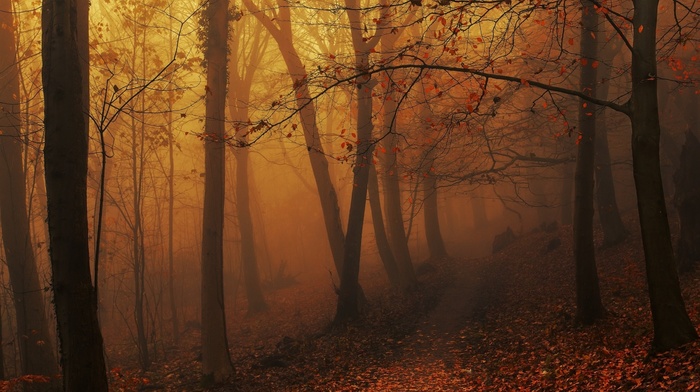 path, sunrise, amber, fall, atmosphere, trees, nature, mist, hill, morning, leaves, landscape, sunlight, forest