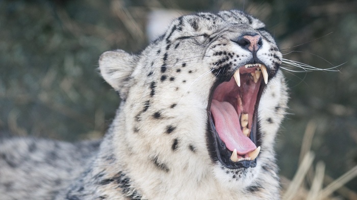 animals, teeth, yawning, snow leopards