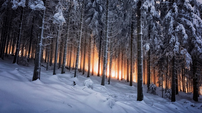 forest, winter, trees, snow, nature