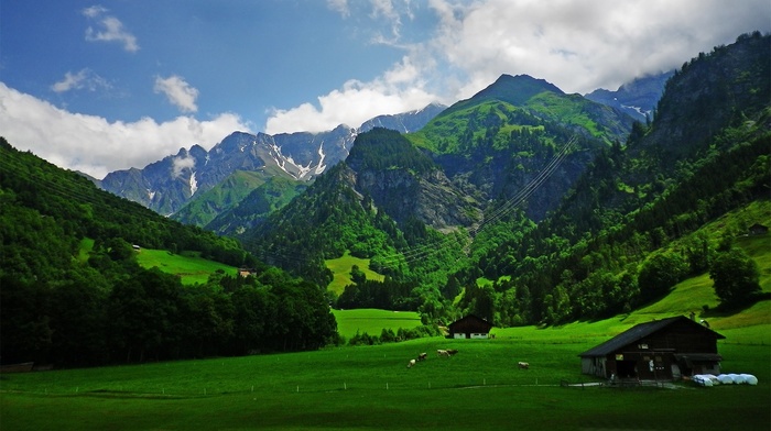 green, cabin, Alps, forest, clouds, spring, mountain, nature, landscape, cows, grass