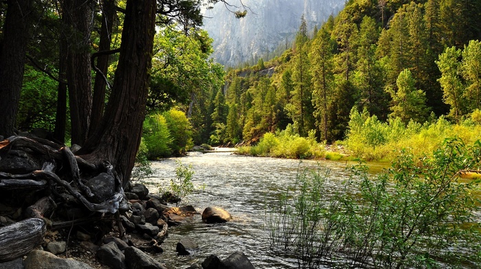 water, trees, rock, landscape, nature