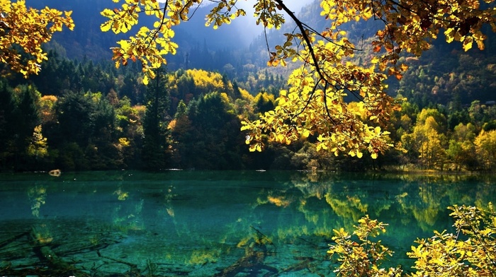clear water, trees, pond, landscape