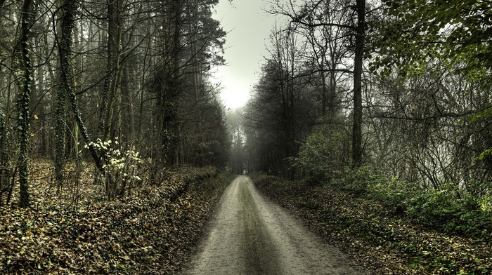 road, trees