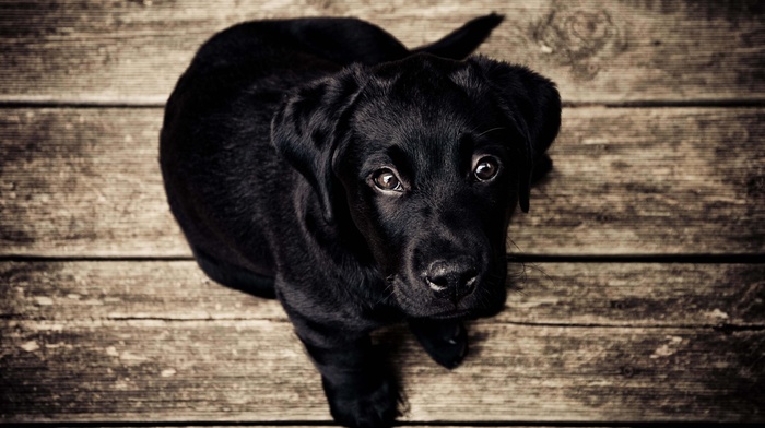 dog, black, animals, Labrador Retriever, puppies, baby animals, nature