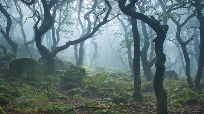 moss, forest