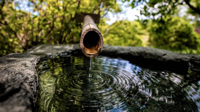 nature, water, water drops