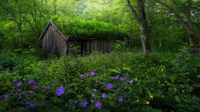 purple, landscape, green, abandoned, Norway, forest, hut, wildflowers, shrubs, trees, nature, spring, yellow