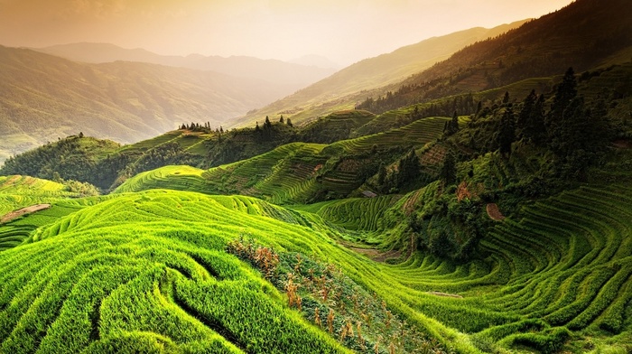 mountain, green, landscape, rice paddy, field, terraces, nature, China, trees, mist, sunrise