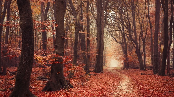 fall, trees, leaves, forest, atmosphere, nature, landscape, path, mist