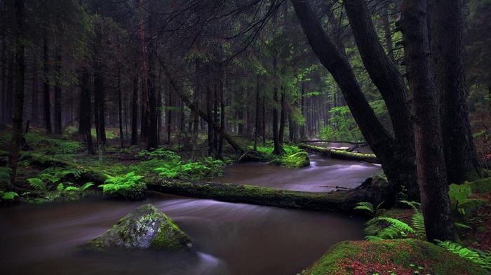 nature, Germany, forest, trees, ferns, creeks, landscape, moss