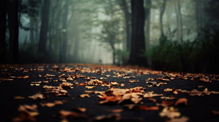 forest