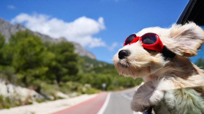 face, goggles, car, wind, animals, sky, road, glasses, dog, clouds, depth of field