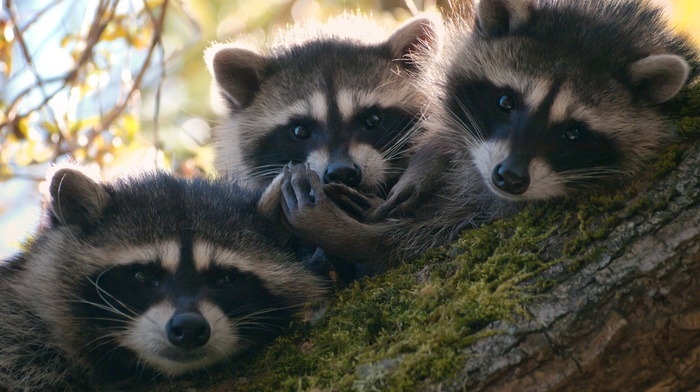 raccoons