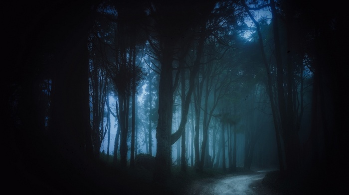 trees, dirt road, black, forest, path, dark, mist, landscape