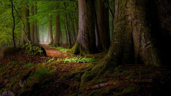 nature, mist, roots, landscape, leaves, trees, moss, path, forest, sunlight