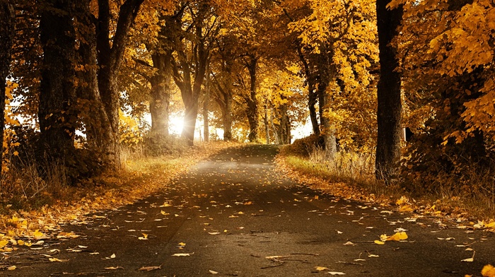 forest, fall, leaves, grass, trees, road