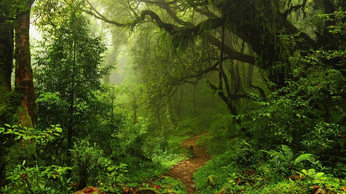 plants, path, lianas, trees, moss, ferns, rainforest, leaves, mist, jungles, nature, forest
