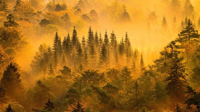 fall, yellow, forest, mountain, mist, trees, nature, green, landscape, sunrise