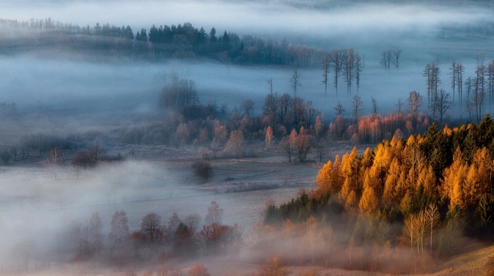 forest, sunrise, mist, nature, fall, trees, landscape