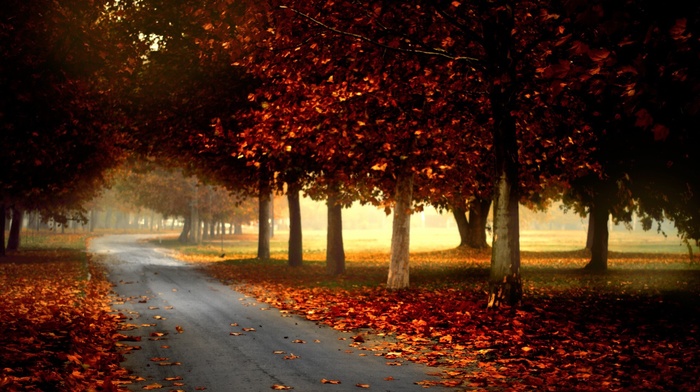 leaves, fall, trees, road, mist, park, forest, grass, branch, nature