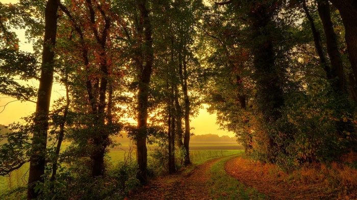 path, forest, branch, grass, leaves, trees, field, nature, fall, mist