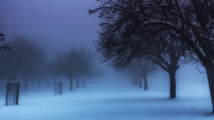 nature, winter, park, trees, snow, blue, morning, landscape, mist, Germany, cold, calm
