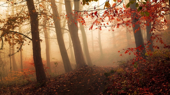 landscape, leaves, sunlight, nature, sunrise, atmosphere, red, mist, path, fall, trees, forest