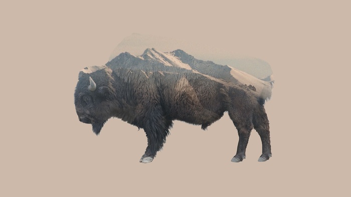 mountain, nature, Double Exposure, bison, animals