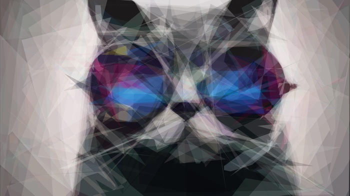 sunglasses, cat