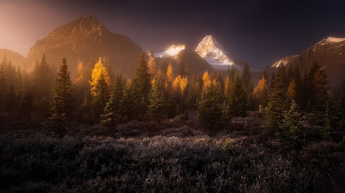 sunrise, mountain, fall, snowy peak, landscape, mist, nature, grass, Canada, trees, forest