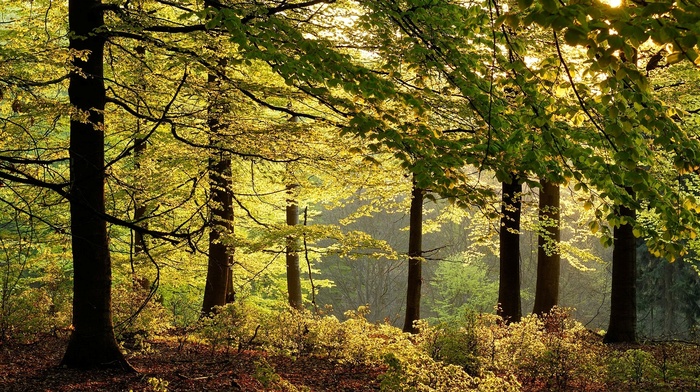 leaves, shrubs, trees, forest, nature, landscape, Germany, morning