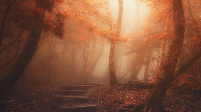 nature, mist, landscape, atmosphere, leaves, path, forest, fall, sunlight, trees, stairs