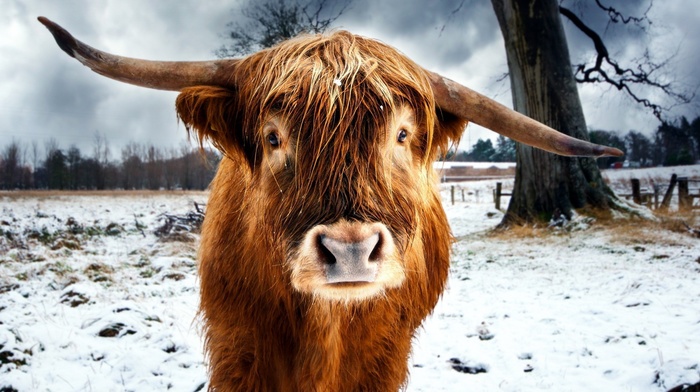 winter, cows, nature, animals, trees, snow, horns