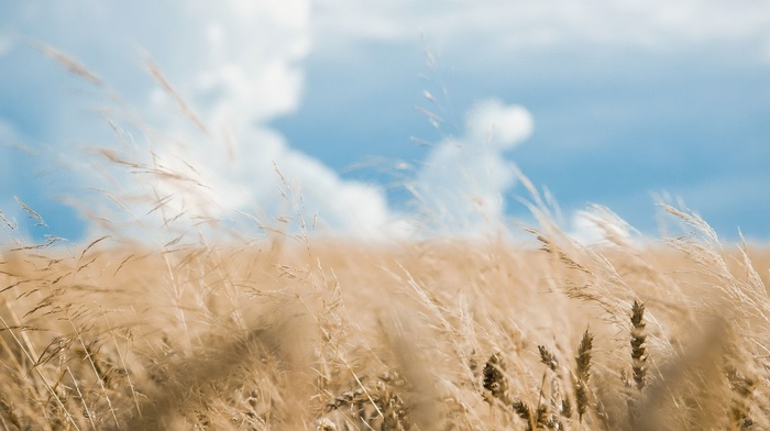 nature, field