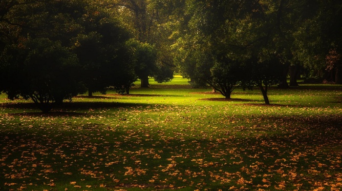 trees, fall, Australia, nature, grass, green, park, landscape, leaves, calm