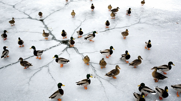 frozen lake, lake, animals, nature, ice, birds, duck