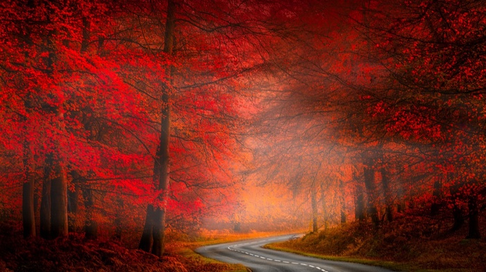 trees, forest, landscape, asphalt, fall, grass, nature, road, red, mist