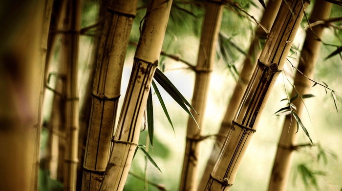 bamboo, photography