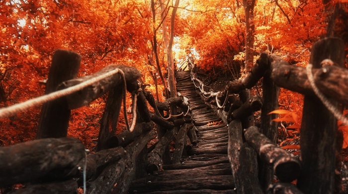 nature, trees, walkway, sunlight, red, landscape, path, fall