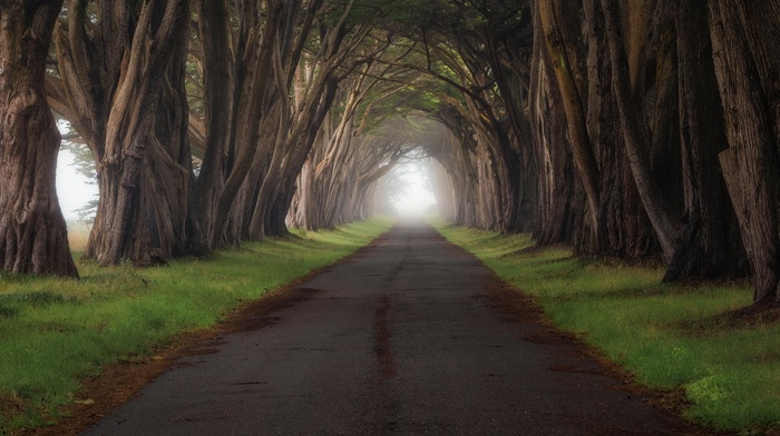 trees, landscape, road