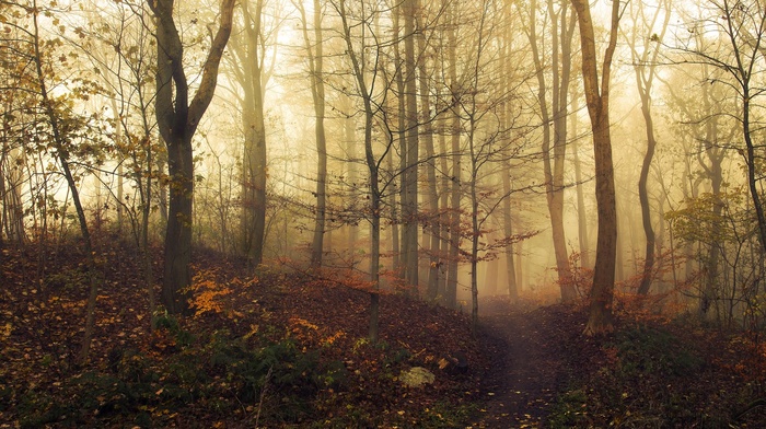 fall, landscape, mist, nature, path, forest, trees