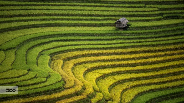 rice paddy, landscape