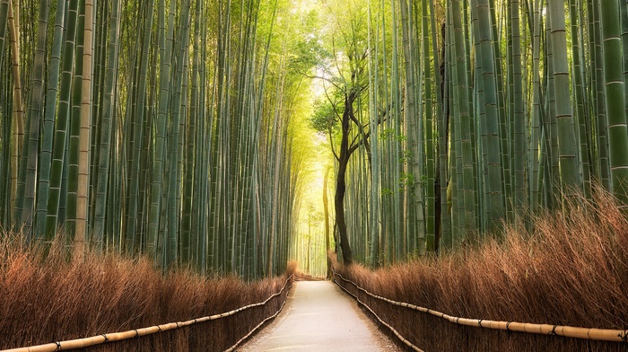 bamboo, nature, trees, landscape, forest, path